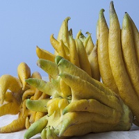 Buddha's hand healthy fruit